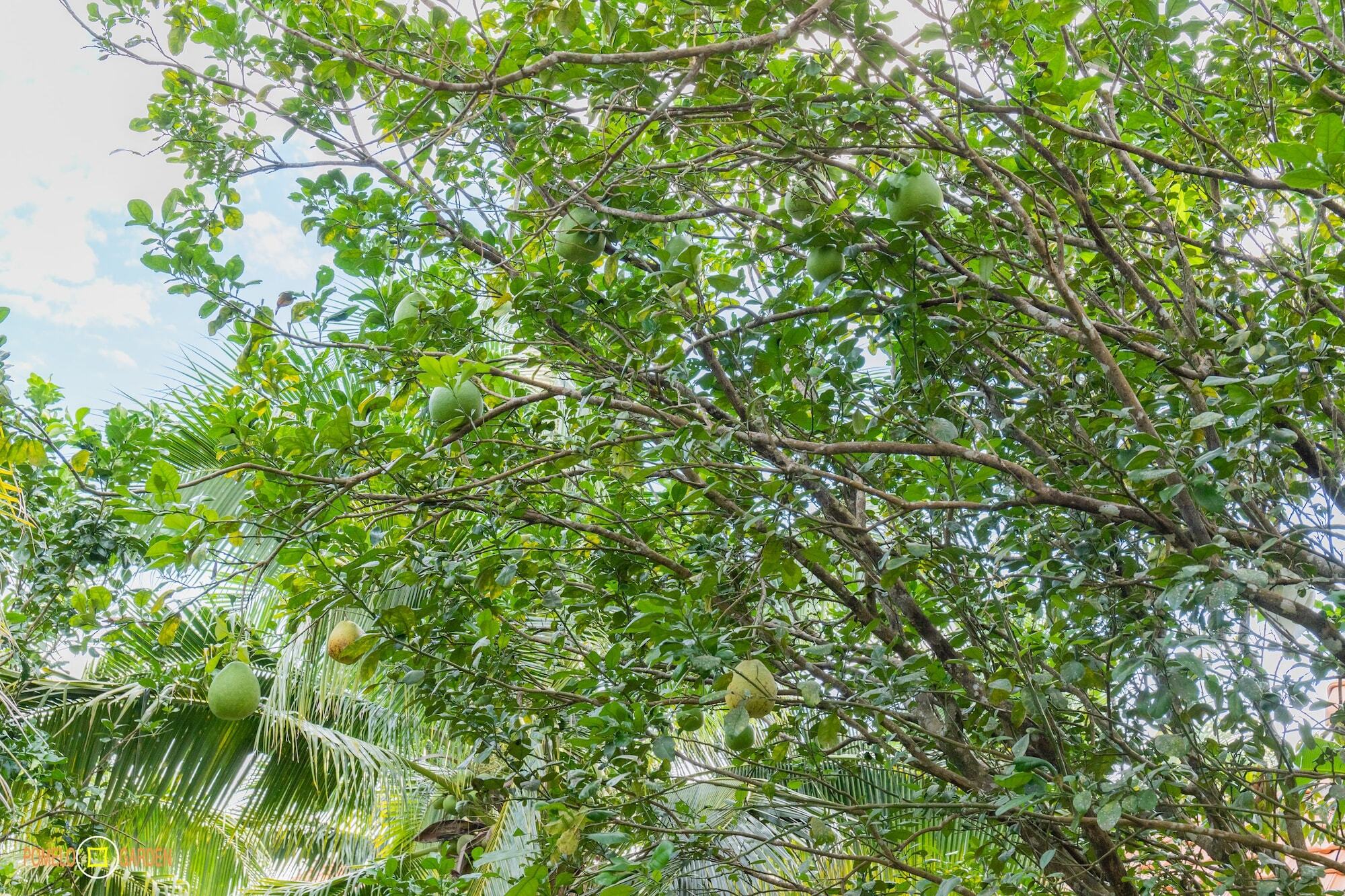 Phu Quoc Pomelo Garden Leilighet Eksteriør bilde