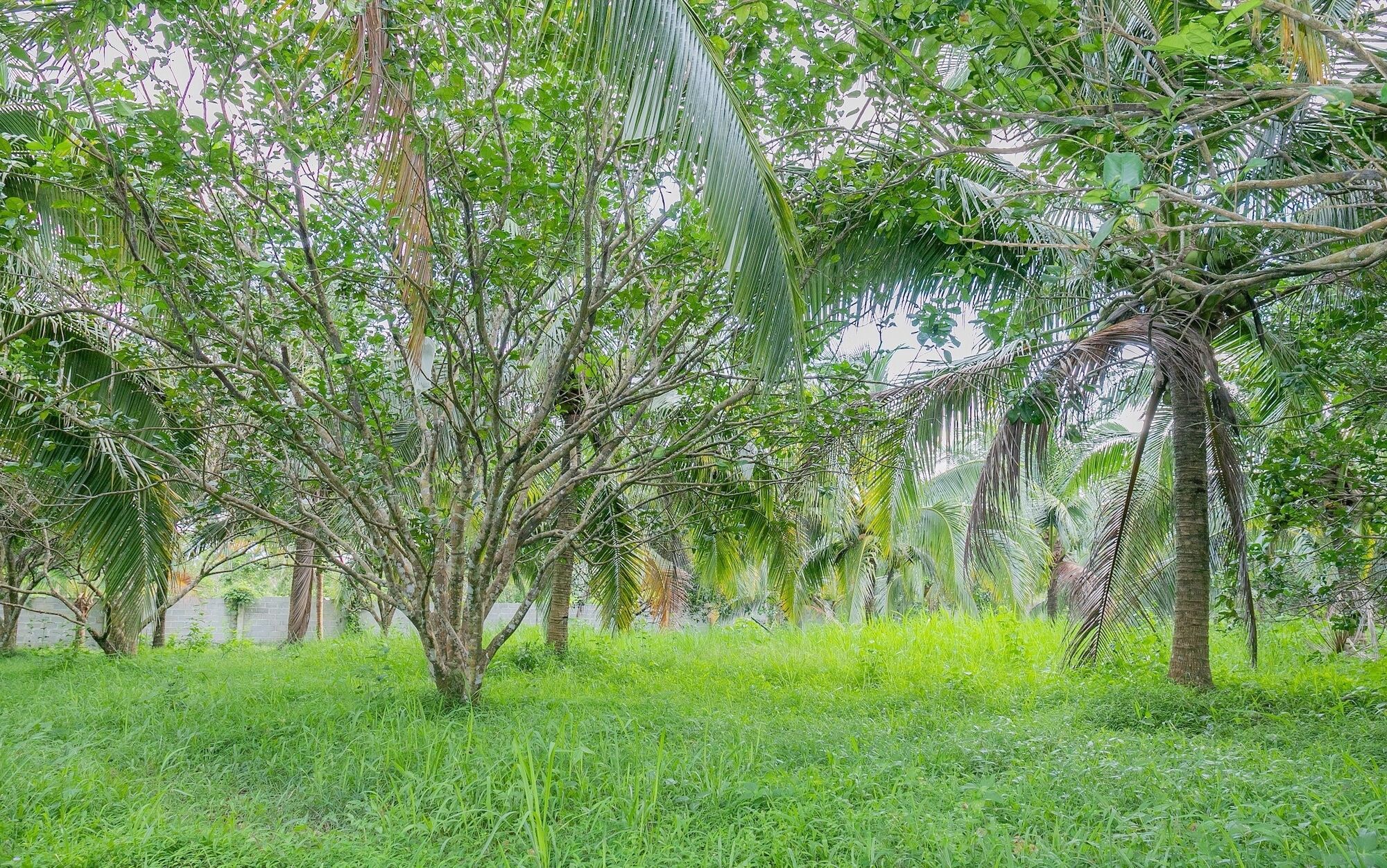 Phu Quoc Pomelo Garden Leilighet Eksteriør bilde